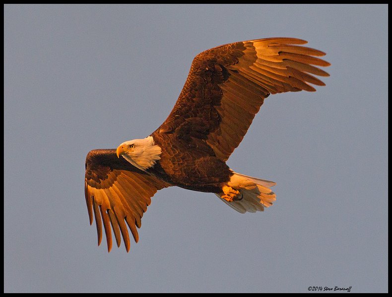 _4SB8922 bald eagle at first light.jpg